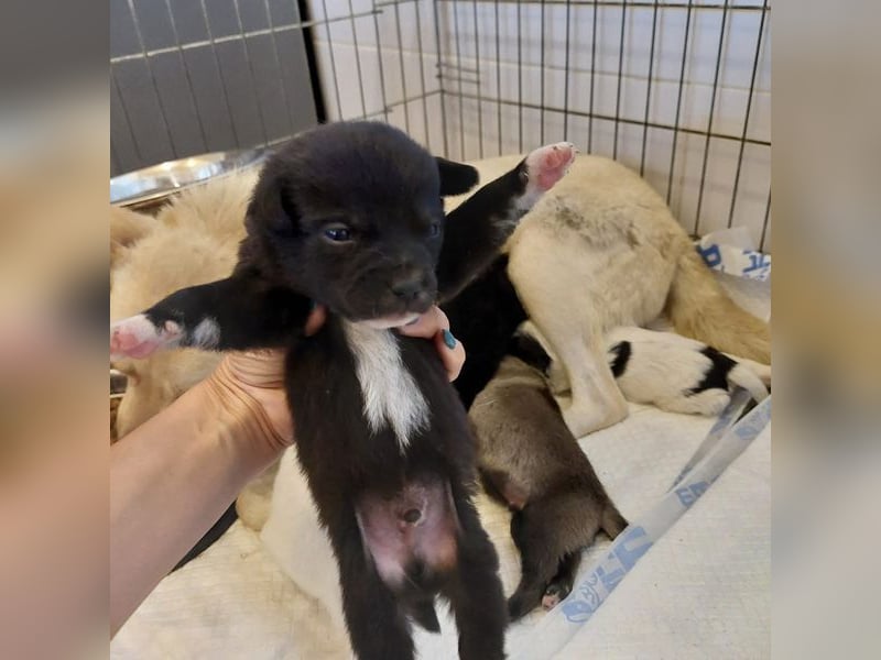 JAX -einer der „liebsten und freundlichsten Hunde, die wir je im Tierheim hatten“