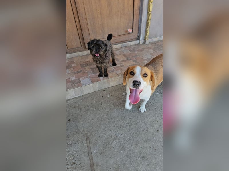Leila – liebt Menschen und andere Hunde