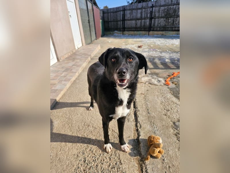JAX -einer der „liebsten und freundlichsten Hunde, die wir je im Tierheim hatten“
