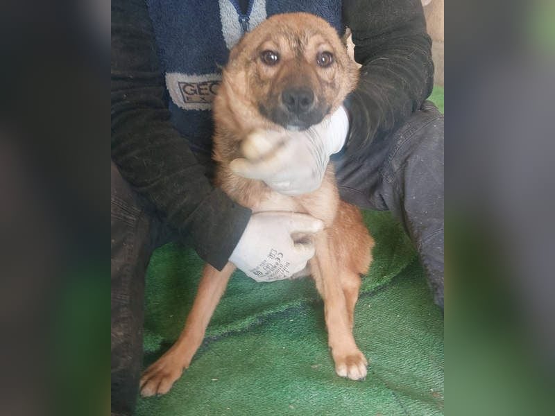 ATHENA-unglaublich freundlich, offen, verspielt, sucht ihre liebevolle Für-immer-Familie