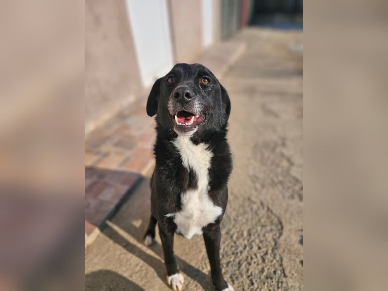 JAX -einer der „liebsten und freundlichsten Hunde, die wir je im Tierheim hatten“