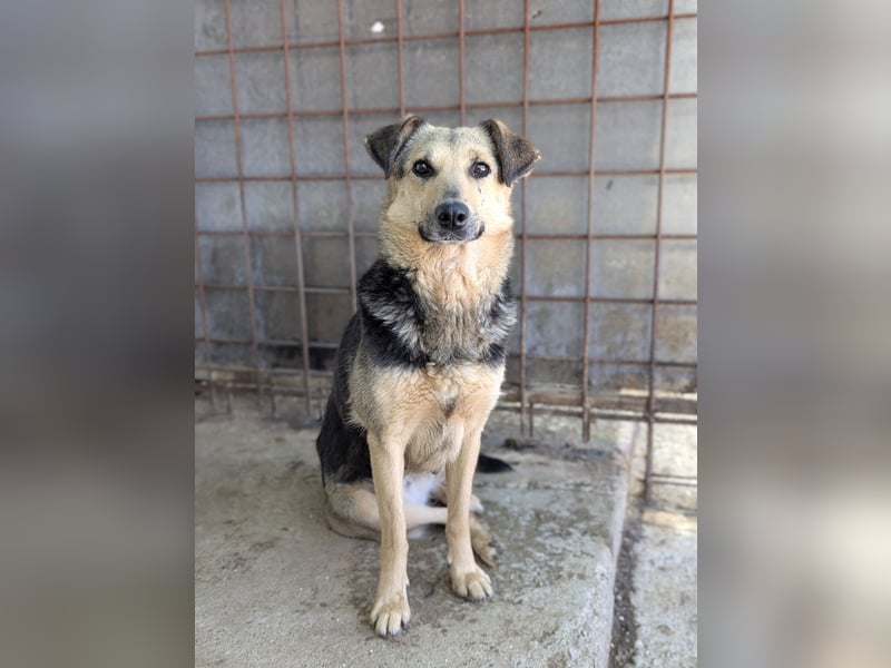 SAADET-freundliche, liebe und herzensgute Hündin wartet auf ihre Chance in einer liebevollen Familie SAADET-freundliche, liebe und herzensgute Hündin wartet auf ihre Chance in einer liebevollen Familie