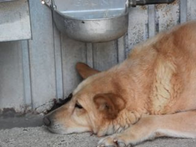 AKIRA-verschmustes, anhängliches Hundemädchen sucht ein ruhiges, liebevolles Zuhause
