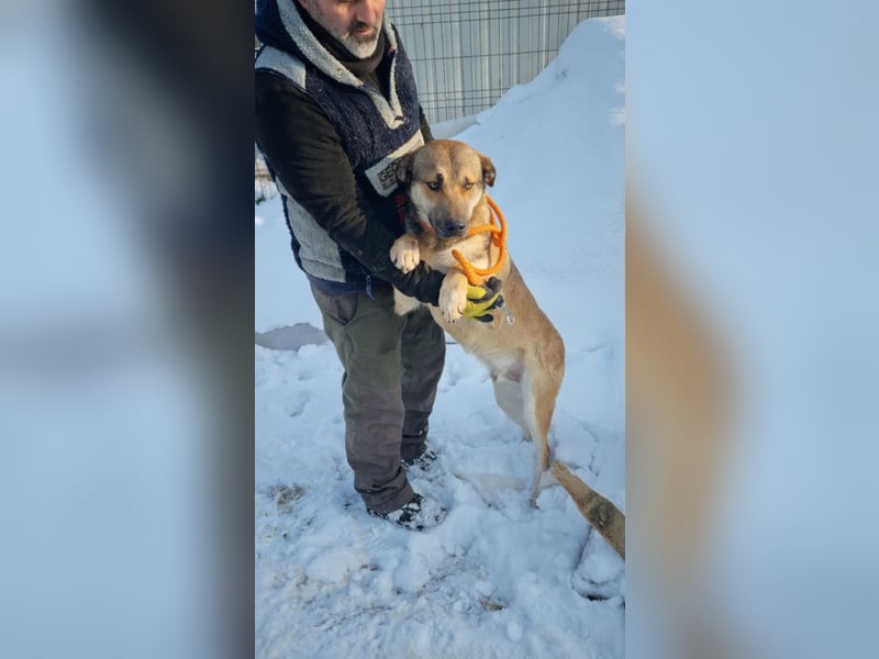 SVEN -wartet im kalten, lauten Zwinger auf sein liebevolles Zuhause