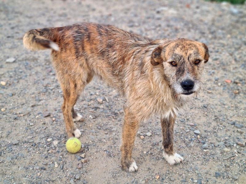 NELSON-kleiner Träumer, sanft,ruhig Seele, wartet sehnsüchtig auf sein liebevolles Für-immer-Zuhause