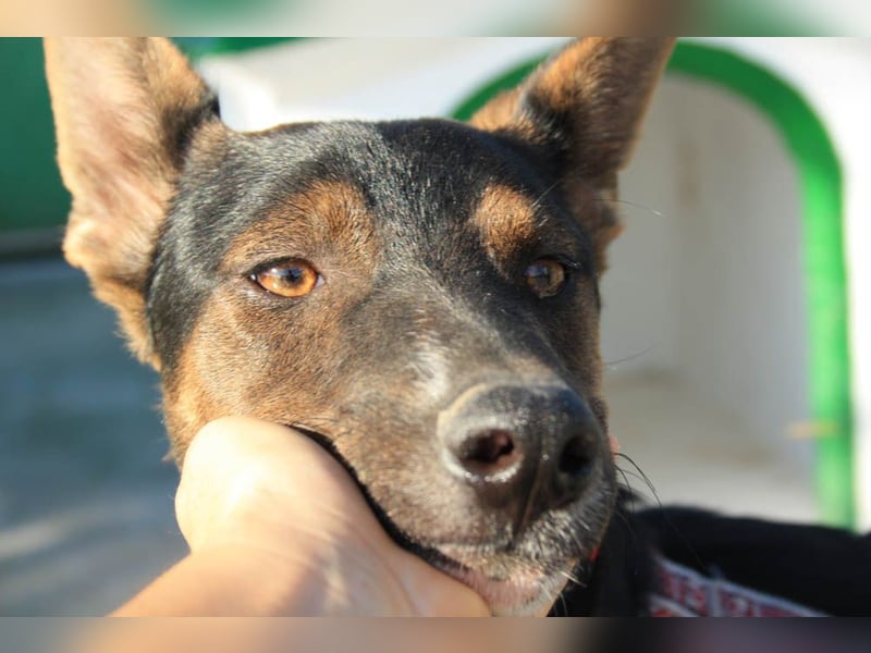 DONKOR-Schönheit mit glänzendem schwarz-braunem Fell sucht einfühlsame, geduldige liebevolle Mensche