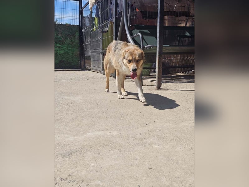 NINI - wundervolle Begleiterin sucht ihr liebevolles Für-immer-Zuhause