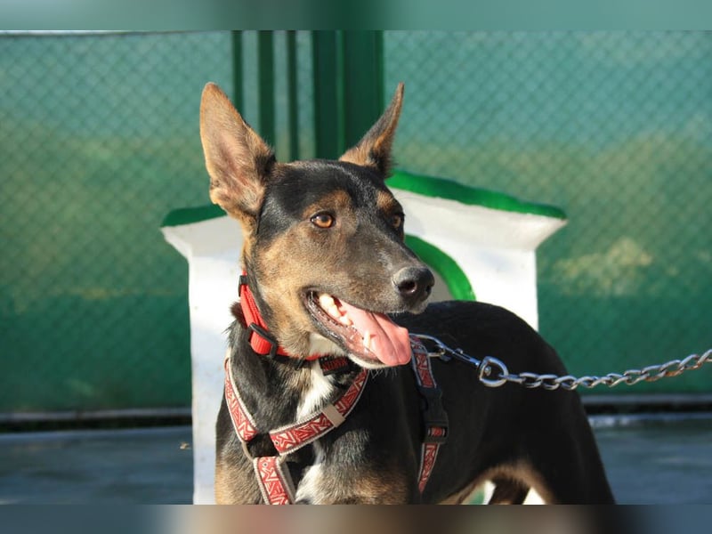 DONKOR-Schönheit mit glänzendem schwarz-braunem Fell sucht einfühlsame, geduldige liebevolle Mensche