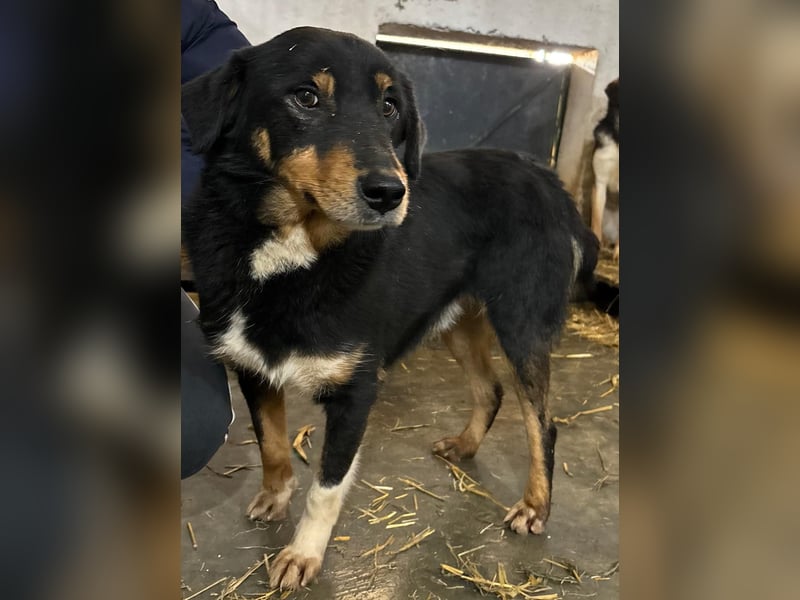 ROCCO-liebenswerter, freundlicher, kleiner Bub sucht liebevolle Für-immer-Familie