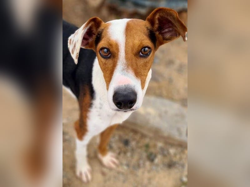 MANU-zauberhafter Bub voller Fröhlichkeit, Lebensfreude sucht seine liebevolle Für-immer-Familie