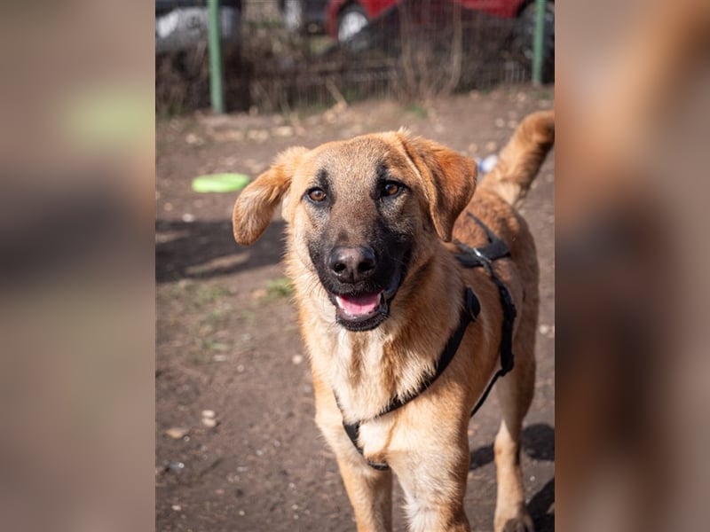 HUCKLEBERRY (Huck)-freundlich, mit sonnigem Gemüt