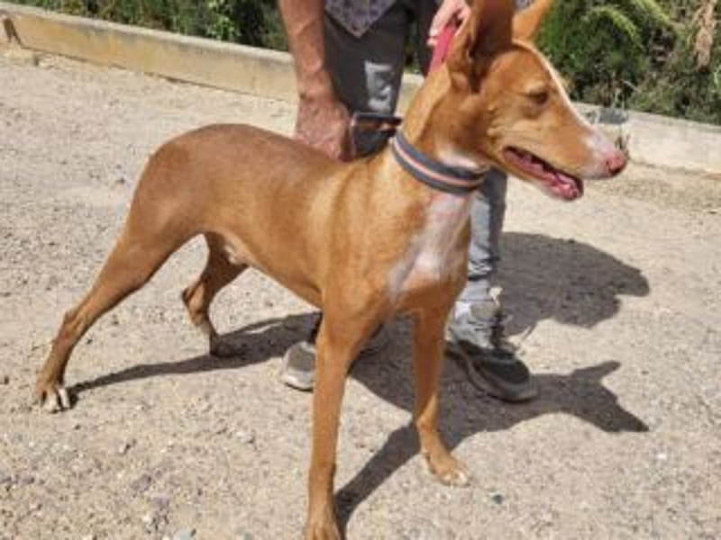 PONGO- vom vergessenen Schatten zum strahlenden Herzenshund