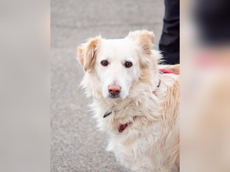 Nixe – wartet im Tierheim 79312 Emmendingen-geht neugierig, offen auf die Menschen zu