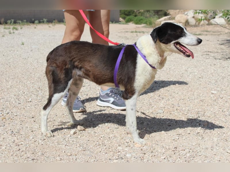 CANTALAR-ruhig, sanft, mit einem Herzen voller Liebe wartet sie sehnsüchtig auf ein schönes Leben