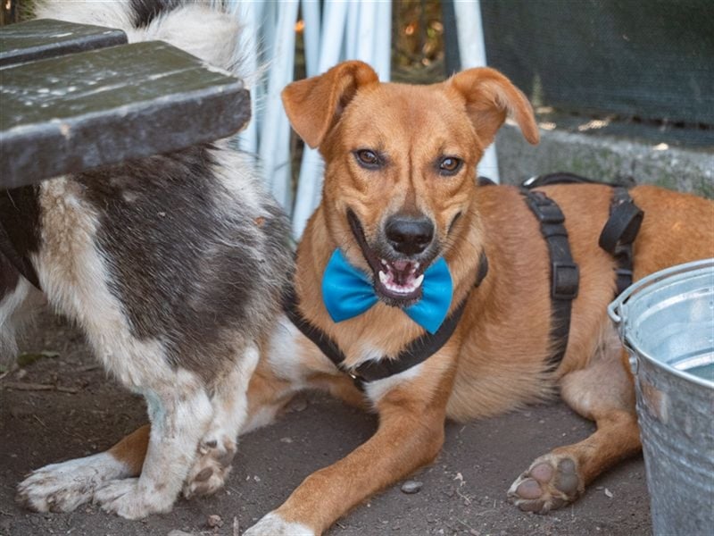MANGO-genießt Aufmerksamkeit und schmusen