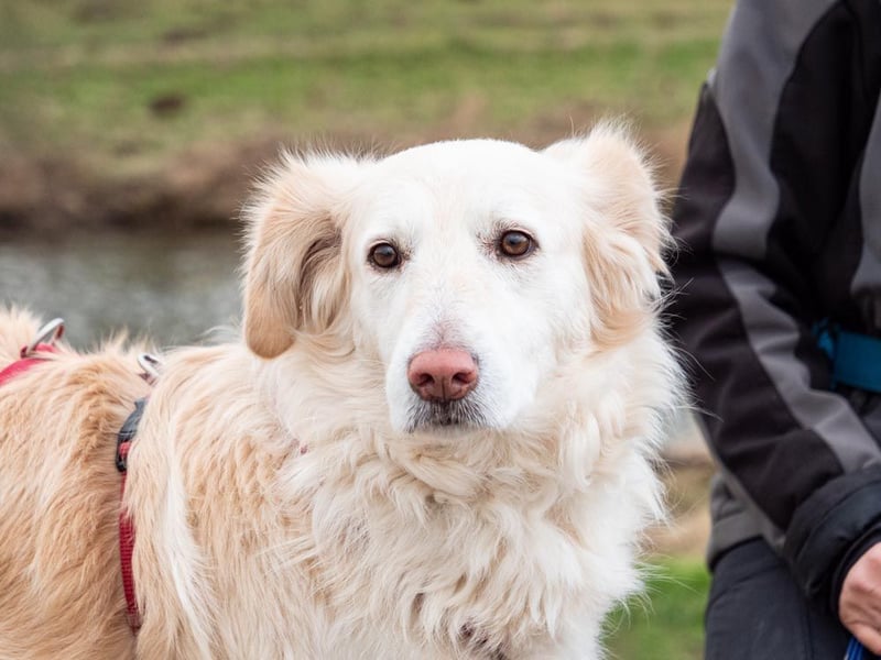 Nixe – wartet im Tierheim 79312 Emmendingen-geht neugierig, offen auf die Menschen zu