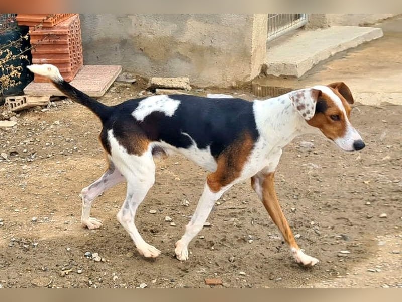 MANU-zauberhafter Bub voller Fröhlichkeit, Lebensfreude sucht seine liebevolle Für-immer-Familie