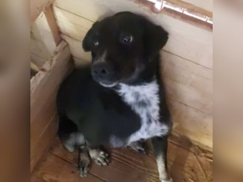 SANSA-Sanfte Seele sucht den Weg ins Glück