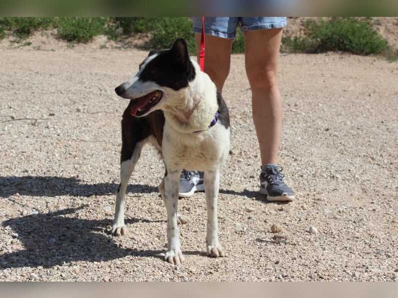 CANTALAR-ruhig, sanft, mit einem Herzen voller Liebe wartet sie sehnsüchtig auf ein schönes Leben