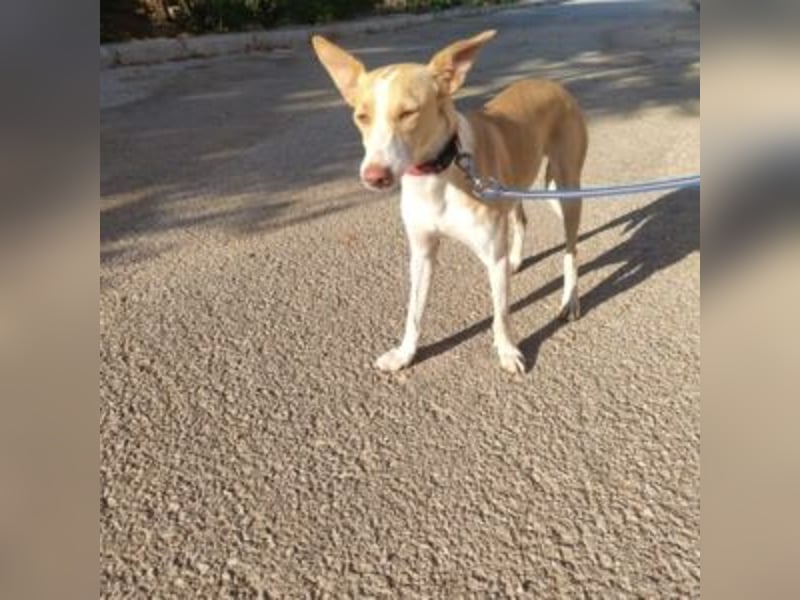 DAMA-zarte, noch etwas schüchterne, Podenco-Mädchen
