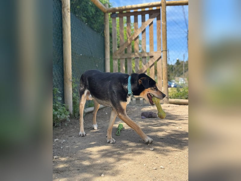 DRAKO-Liebling der freiwilligen Helfer,wirkt jünger als im Pass,charmant,elegant,liebt alle Menschen