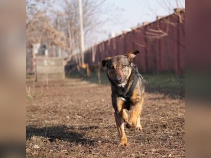 FEDORA-schüchterne Maus auf der Suche nach Liebe, Schutz, Geborgenheit