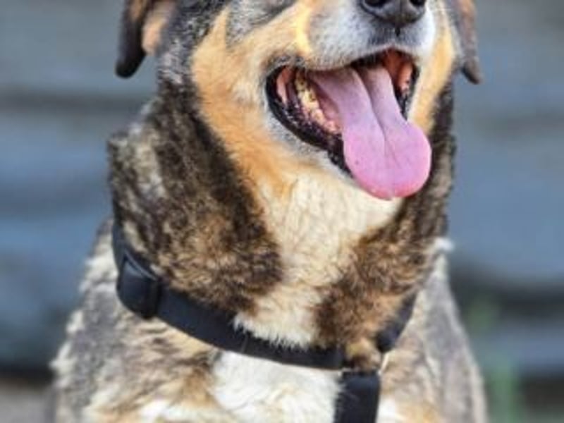 NORA-absulut liebenswertes Wesen