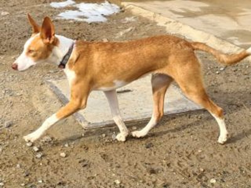 BOB-steckt voller Lebensfreude, Fröhlichkeit und Optimismus