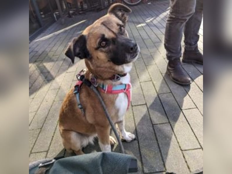 Moon (genannt Coco)-Ruhige Maus sucht liebevolle Familie