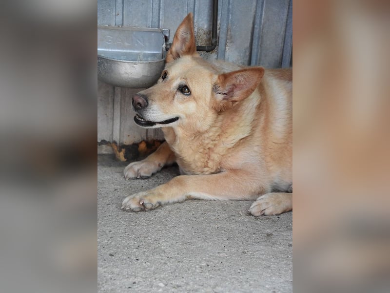 AKIRA-verschmustes, anhängliches Hundemädchen sucht ein ruhiges, liebevolles Zuhause