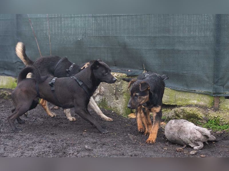 BATMAN-schüchterner Held auf 4 Pfoten sucht dich und sein Zuhause
