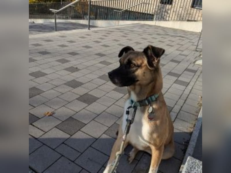 Moon (genannt Coco)-Ruhige Maus sucht liebevolle Familie