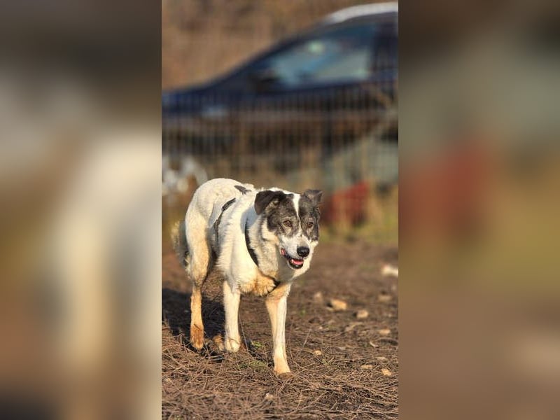 MARIE-CURIE-freundliche, willige, brave, anspruchslose, vergessene Seele sucht dringend liebe Heimat