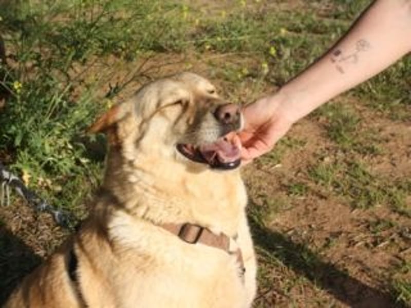 AKIRA-verschmustes, anhängliches Hundemädchen sucht ein ruhiges, liebevolles Zuhause