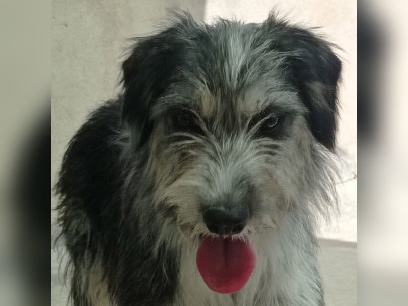 Wunderschöne PIRANA- sucht ein liebevolles Zuhause