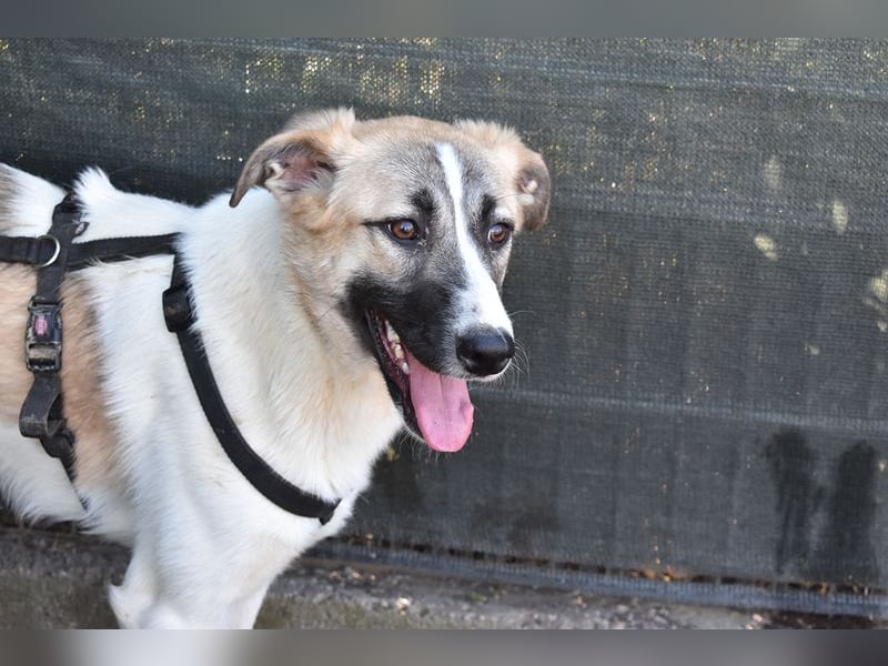 FINJA-sehr freundliche, liebes Mädchen sucht warmes, herzliches Zuhause