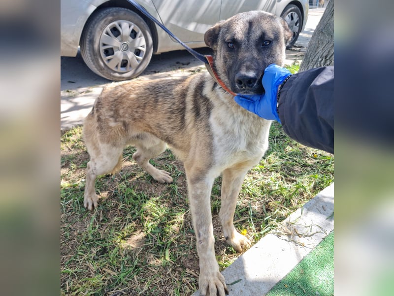 Wunderbarer VINCENT- ein Seelenhund sucht liebevolles Für-immer-Zuhause
