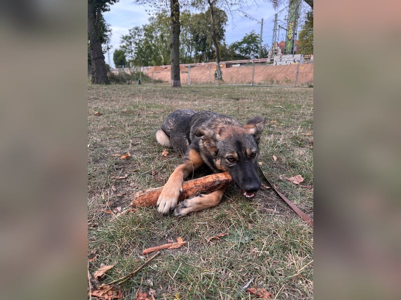 SOPHIE-Vielleicht können genau Sie sichin diesem Moment vorstellen, Sophie ein Zuhause zu geben.