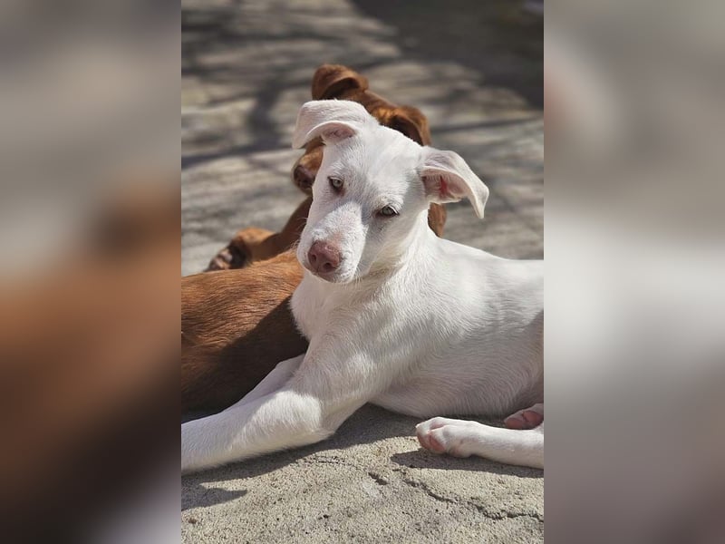 KINDER-fröhlicher, aufgeweckter Bub irrte allein auf der Straße umher,sucht seine Für-immer-Menschen