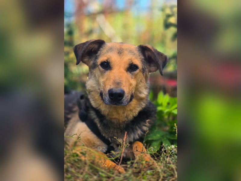 SAADET-freundliche, liebe und herzensgute Hündin wartet auf ihre Chance in einer liebevollen Familie SAADET-freundliche, liebe und herzensgute Hündin wartet auf ihre Chance in einer liebevollen Familie