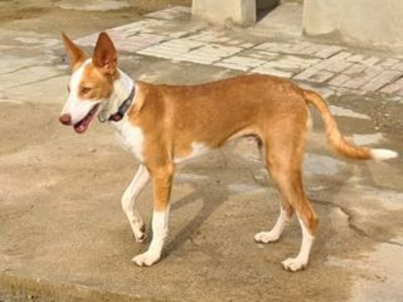 BOB-steckt voller Lebensfreude, Fröhlichkeit und Optimismus