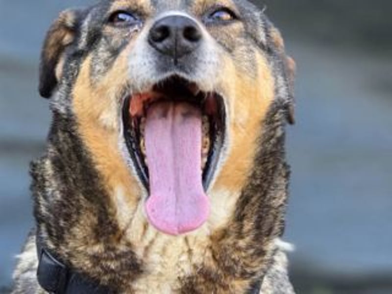 NORA-absulut liebenswertes Wesen