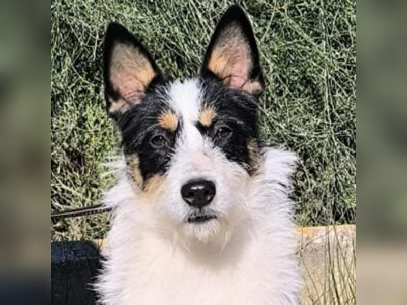 GASTON-liebt es, ausgiebig zu kuscheln und verteilt dabei auch gerne ein feuchtes Küsschen