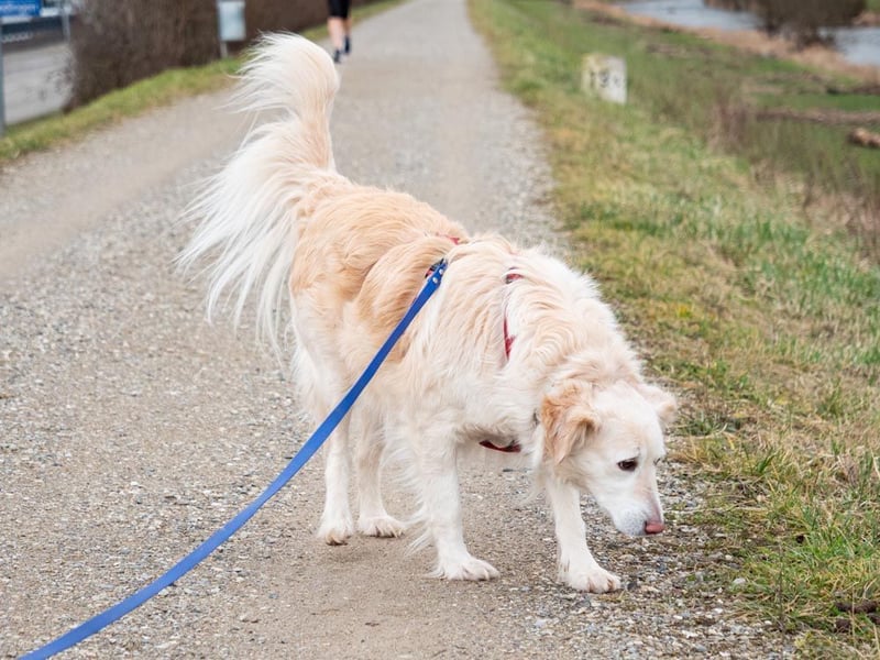 Nixe – wartet im Tierheim 79312 Emmendingen-geht neugierig, offen auf die Menschen zu