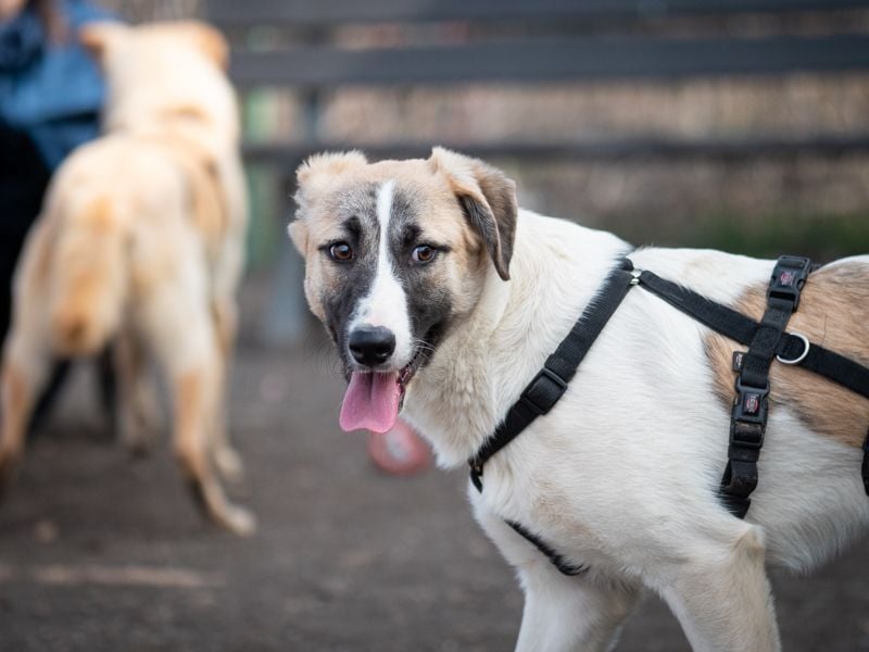 FINJA-sehr freundliche, liebes Mädchen sucht warmes, herzliches Zuhause