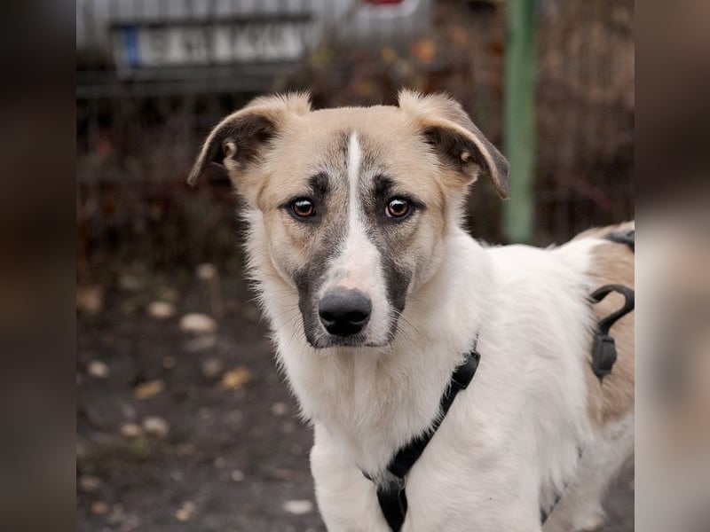 FINJA-sehr freundliche, liebes Mädchen sucht warmes, herzliches Zuhause