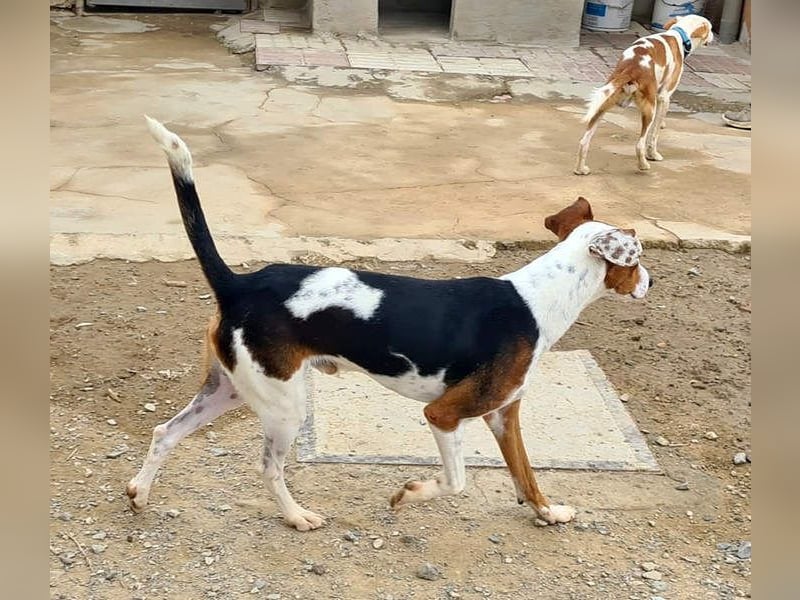 MANU-zauberhafter Bub voller Fröhlichkeit, Lebensfreude sucht seine liebevolle Für-immer-Familie