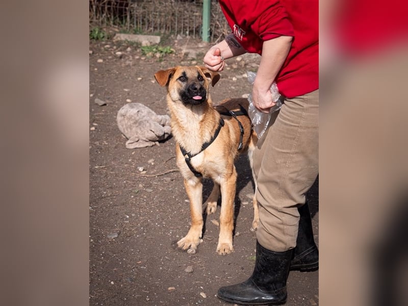 HUCKLEBERRY (Huck)-freundlich, mit sonnigem Gemüt