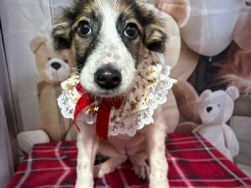 ISA-hübsches kleines Mädchen mit ihrem schneeweißen Fell und der braun-schwarzen Maske im Gesicht