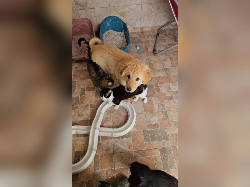 SLEEPY-ein fröhlicher, aufgeschlossener, sehr menschenbezogener Welpe sucht sein Für-Immer-Zuhause